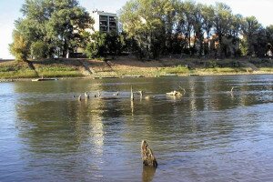 Újra előbukkantak a Tiszából a török kori híd maradványai