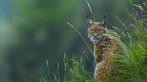 Újra megmutatta magát a börzsönyi hiúz