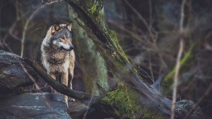 Újra megmutatta magát a börzsönyi ragadozó