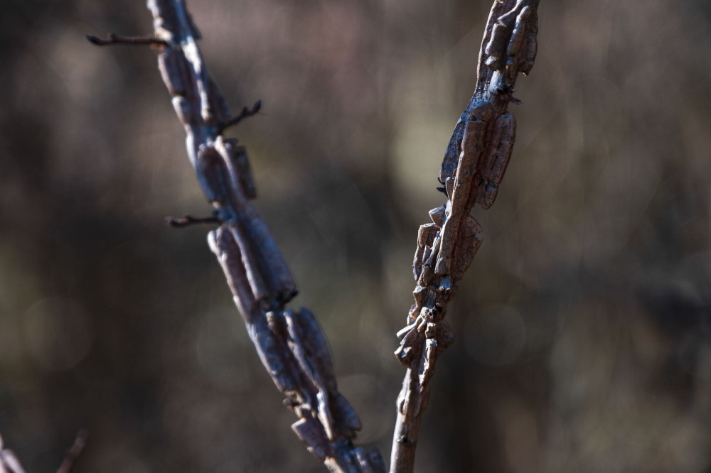 Ulmus minor (mezei szil (paraléces fiatal példány))