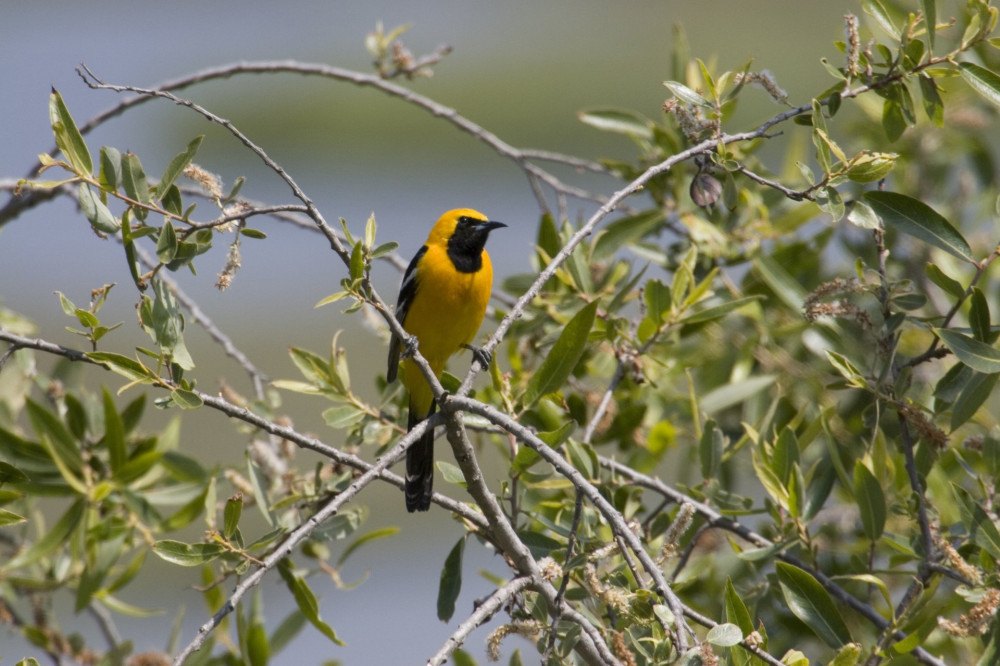 USA - California - San Diego - Hooded Oriole