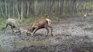 Vadkamera kapta lencsevégre a hadakozó szarvasbikákat