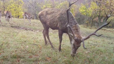 Vadkamera rögzítette, mit csinálnak télen a szarvasbikák – Videó