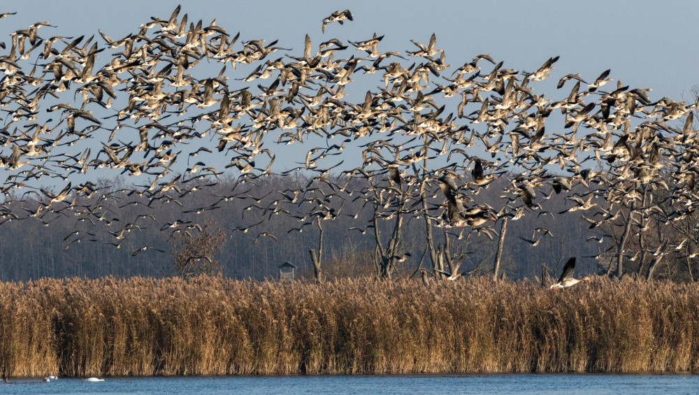 ​Vadludak a Nagyberekben