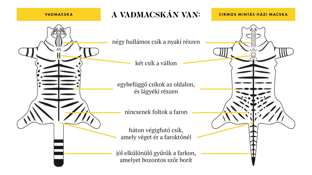 vadmacska-hazimacska