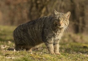 Vadmacskát kaptak lencsevégre a Börzsönyben