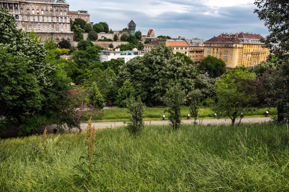 Vadvirágos rétek Budapesten