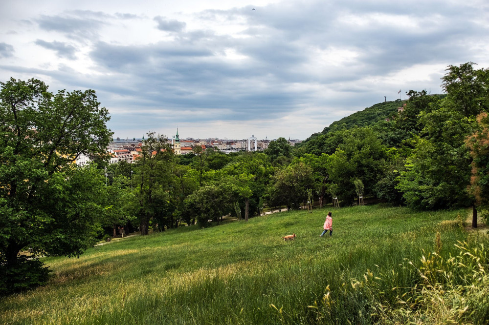 Vadvirágos rétek Budapesten