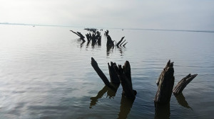 Változások tava – A leengedett Tisza-tó is gyönyörű és izgalmas