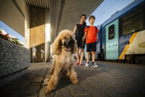 Változtak a szabályok: így utazhatsz a vonaton kutyával a Balatonra