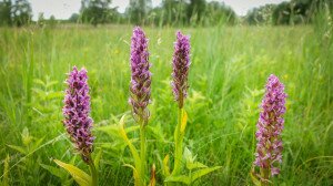 Védetté nyilvánították a Csongrád melletti hatalmas orchideamezőt