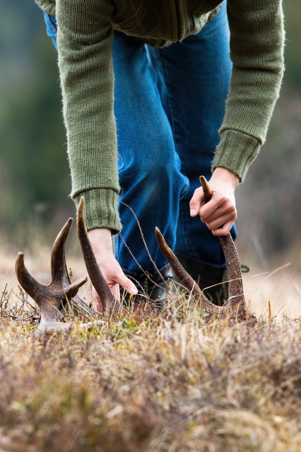 Vertical composition a human collecting shed deer antler in spring nature