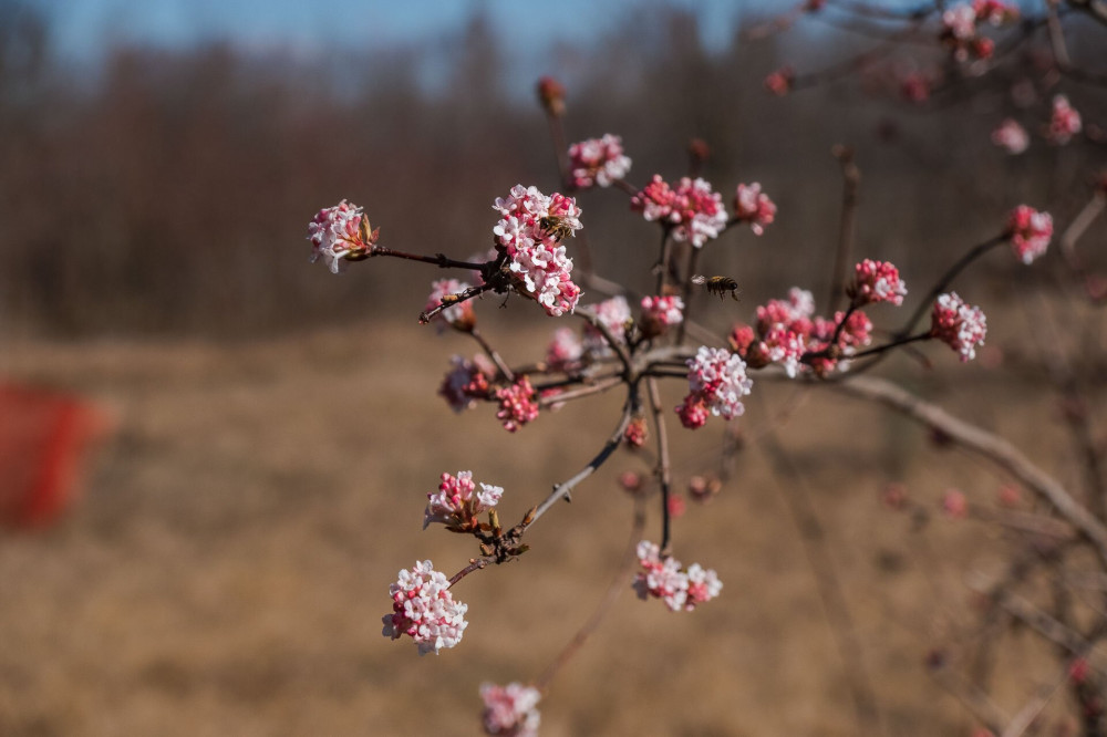 Viburnum bodnantense (kikeleti bangita)