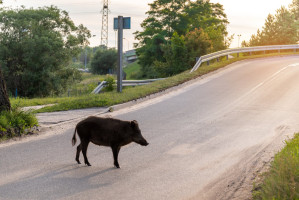 Videó: A Rózsadombon sétálgattak a vaddisznók