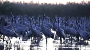 Videó: darvak között a Hortobágyon