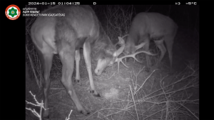 Videó: Két fiatal gímbika harcol a vadkamera előtt