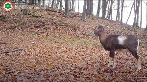 Videókon a bükki vadon rejtett pillanatai 