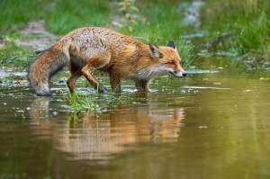 Videón a róka és a kacsák meglepő találkozása