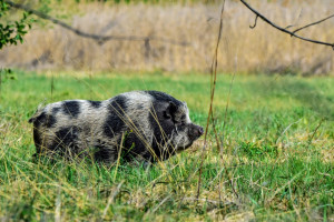 Vietnámi disznó garázdálkodhat a Merzse-mocsárnál