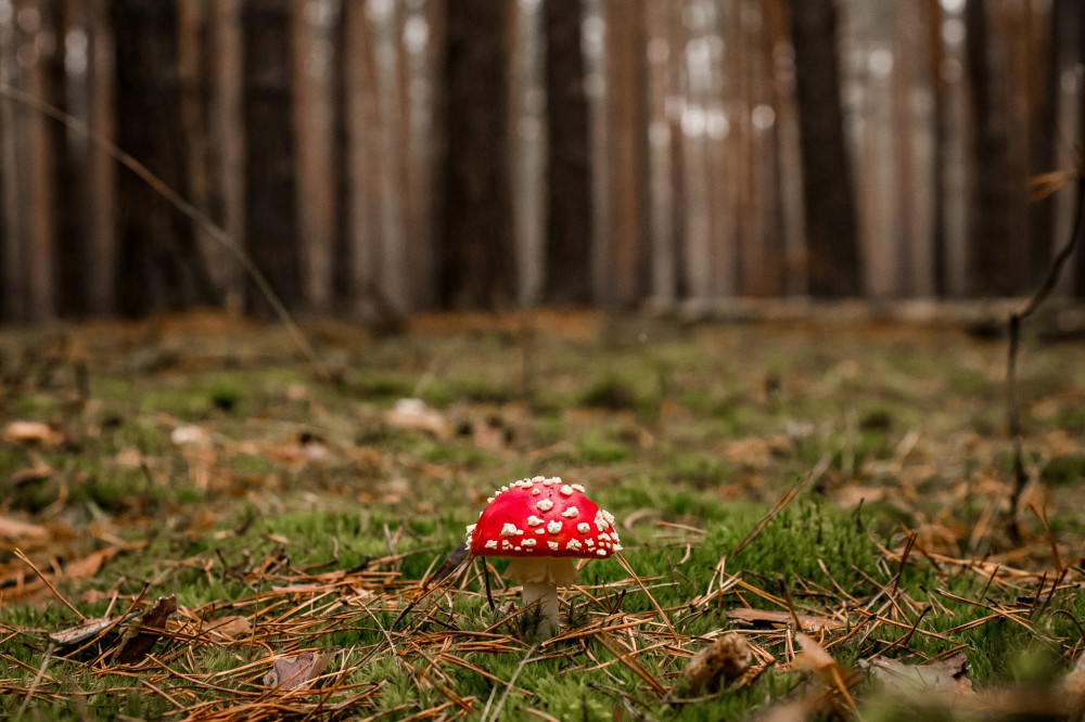 view of beautiful bright fly agaric grows in the pine forest on green moss