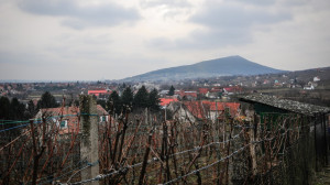 Villány télen - Kikericsek nyomában a Szársomlyón