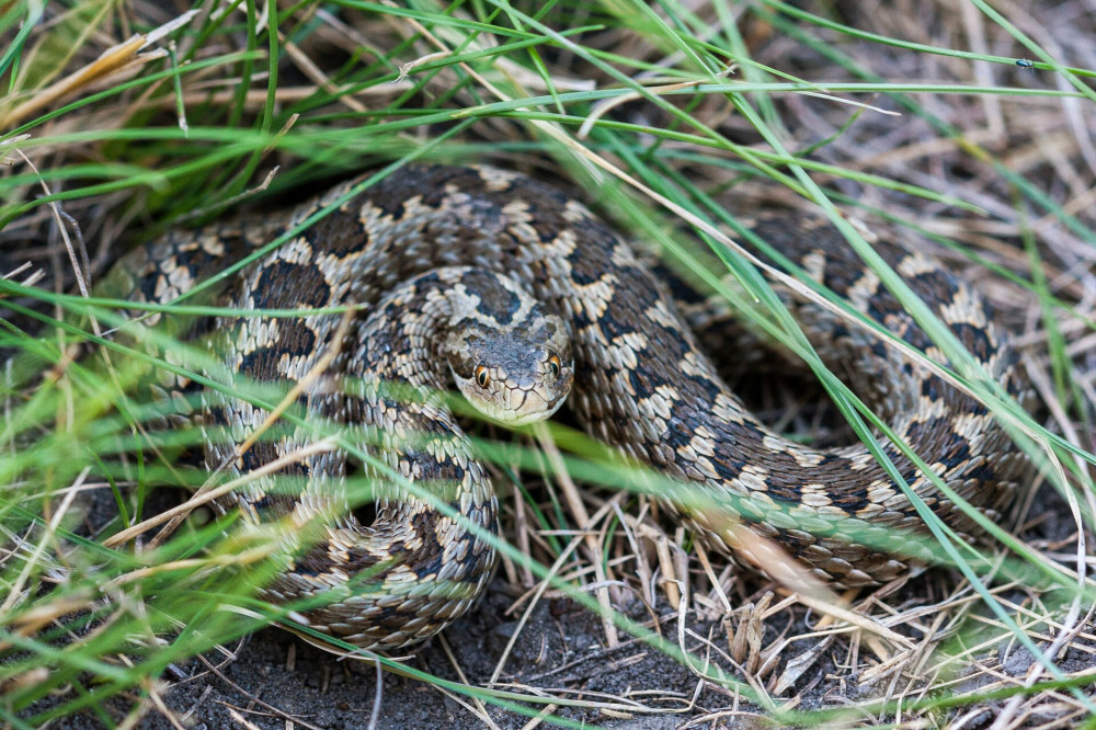 Vipera ursinii rakosiensis; Hungarian subspecies of meadow viper, Ursini's viper, meadow adder.