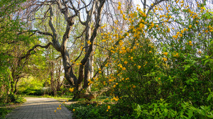 Virágba borult a Budai Arborétum