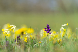 Virágoznak a vadon élő orchideák