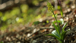 Virágzik az egyik ritka, különleges, hazai orchidea