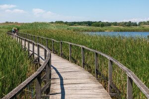 Víz felett kanyargó tanösvény a Tisza-tavon