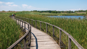 Víz felett kanyargó tanösvény a Tisza-tavon