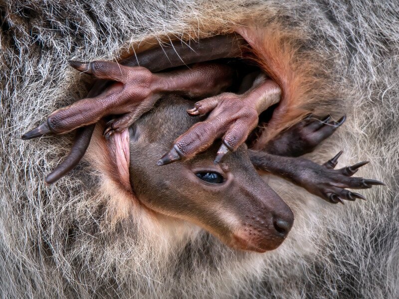 Wallaby kenguru az anyja erszényében