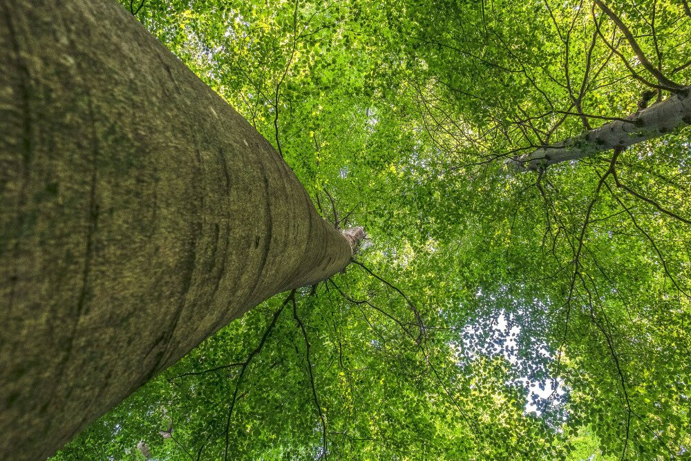 web_00 NYITÓ Üzemi illusztráció Szalafő FOTO Sziget Albert Ferenc_1280591