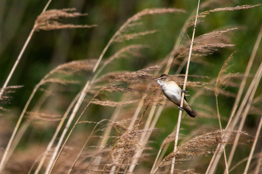 web_07 013_MG_2646-nadirigo