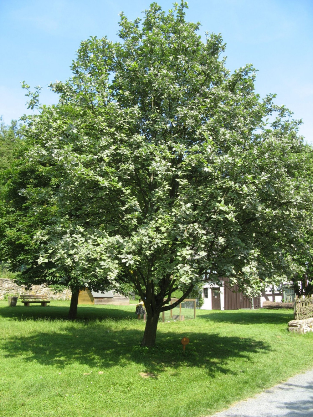 Weilburg_-_Tiergarten_-_Mehlbeere