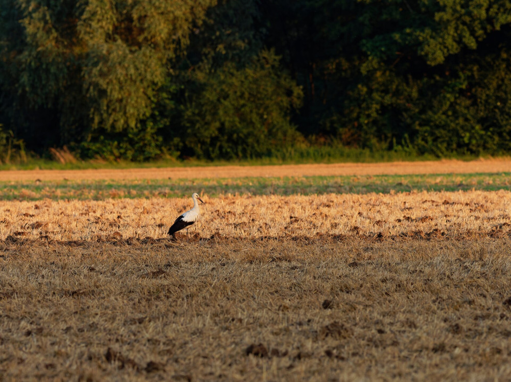 Weissstorch, Storch, Ciconia ciconia,