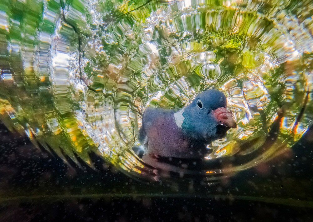 Wet_Csaba_Daroczi_Drinking pigeon