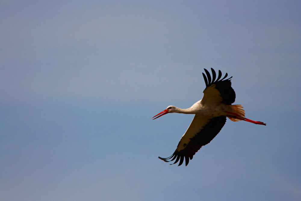 White Stork (Ciconia ciconia asiatica), Place - Uran, Near Mumbai, Maharashtra, India. 