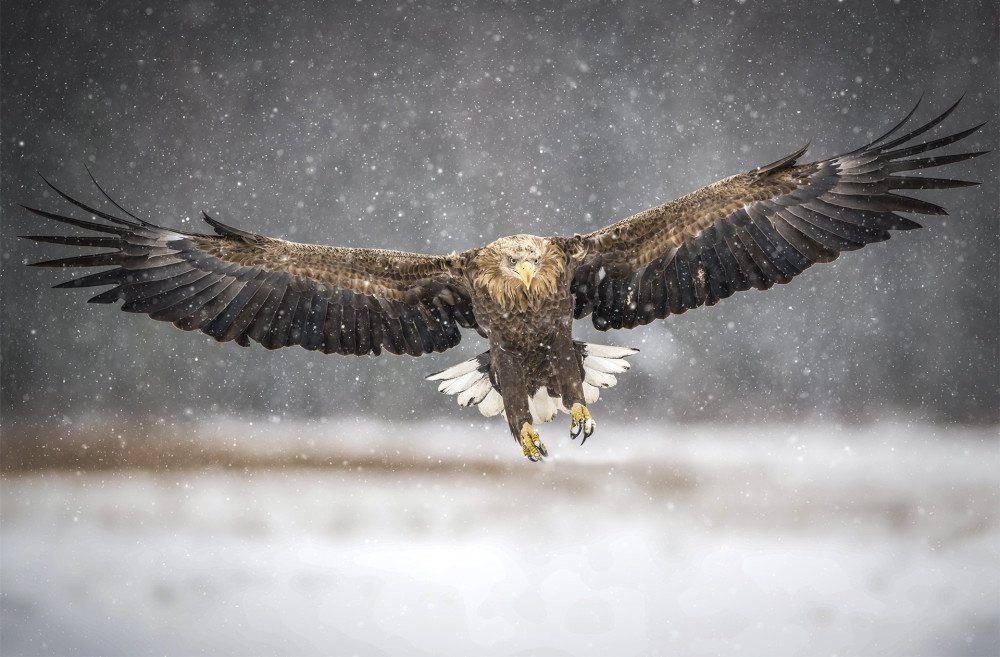 White tailed eagle (Haliaeetus albicilla)