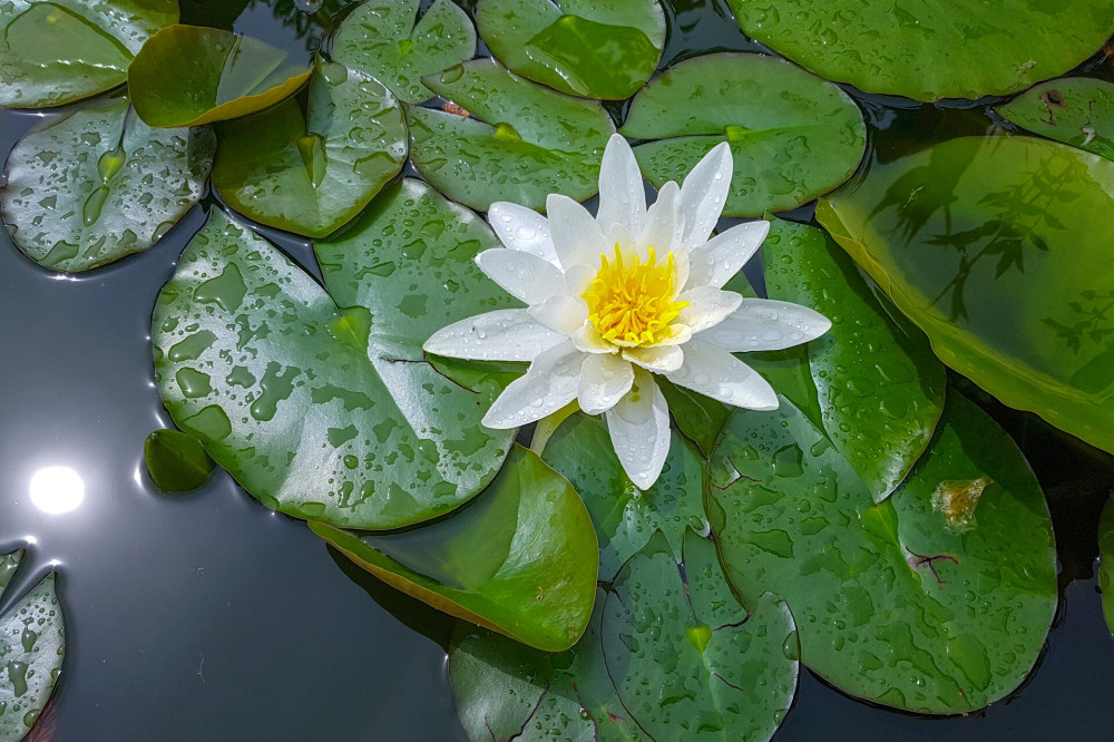 White Water Lily; Nymphaea alba;