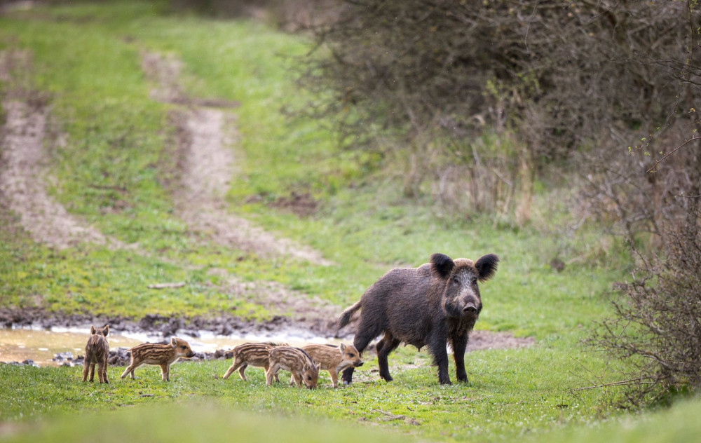 Wild boar mother with cute striped piglets standing on meadow and looking at camera