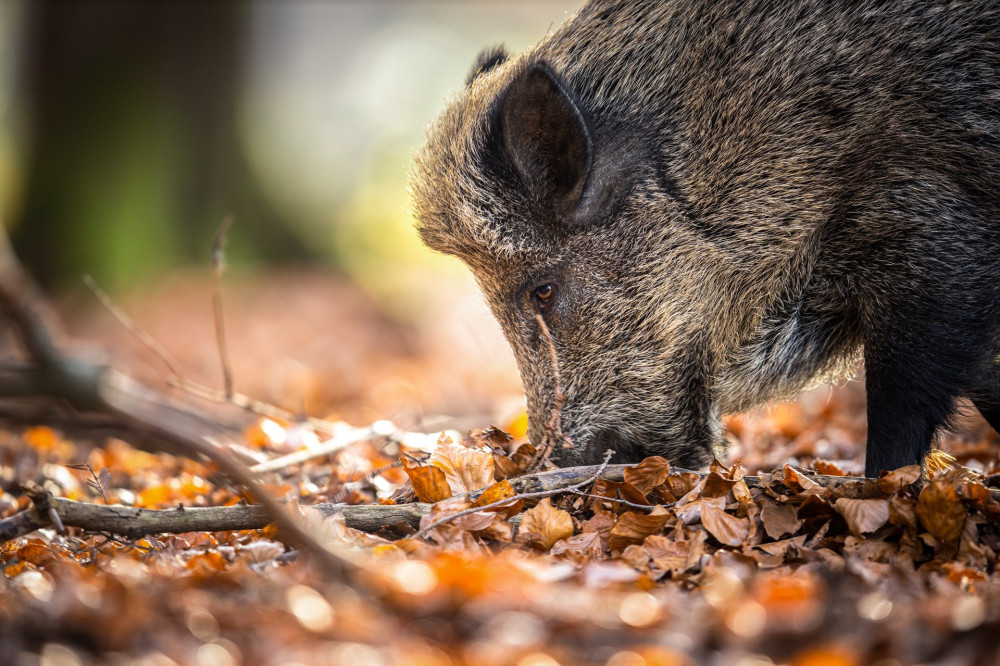 Wild Boar Or Sus Scrofa, Also Known As The Wild Swine, Eurasian Wild Pig