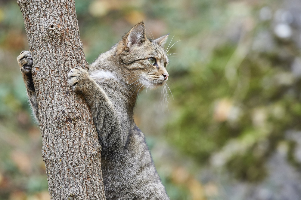 Wildkatze Felis silvestris