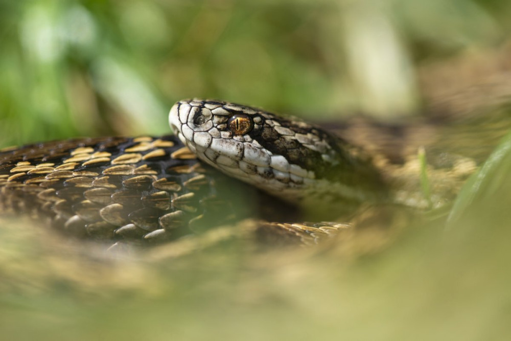 wildlife-biology-rakosi-vipera-mizsei-edvard-2200