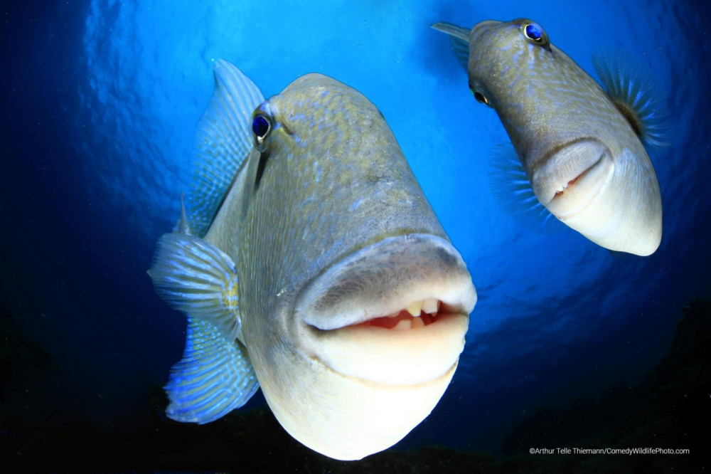 winner-of-underwater-category_arthur-telle-thiemann_say-cheeeese