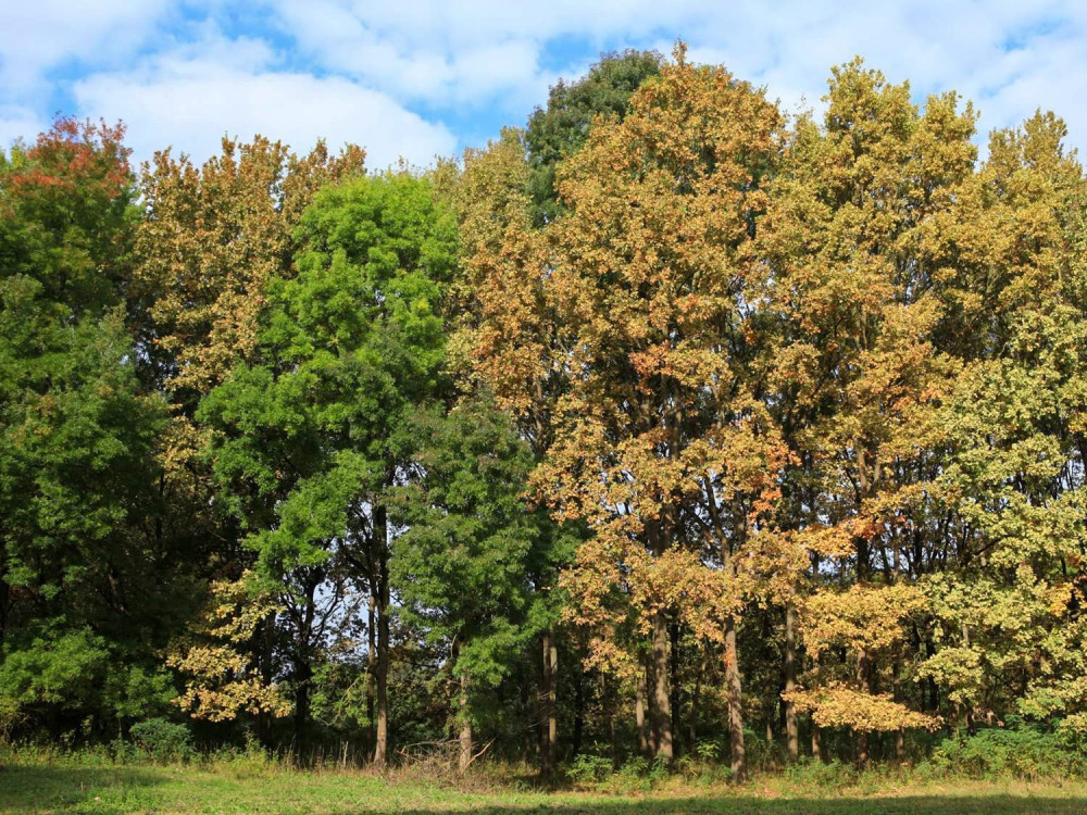 Yellow Quercus robur and green ashes