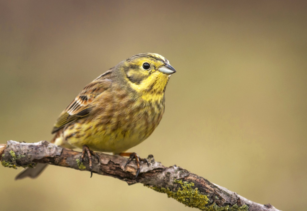 Yellowhammer (Emberiza citrinella)