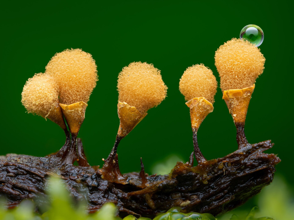 Young-1st-Nathan-Benstead-Hemitrichia-calyculata-CUPOTY