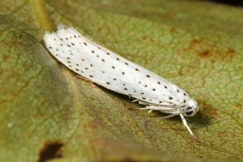 Yponomeuta evonymella