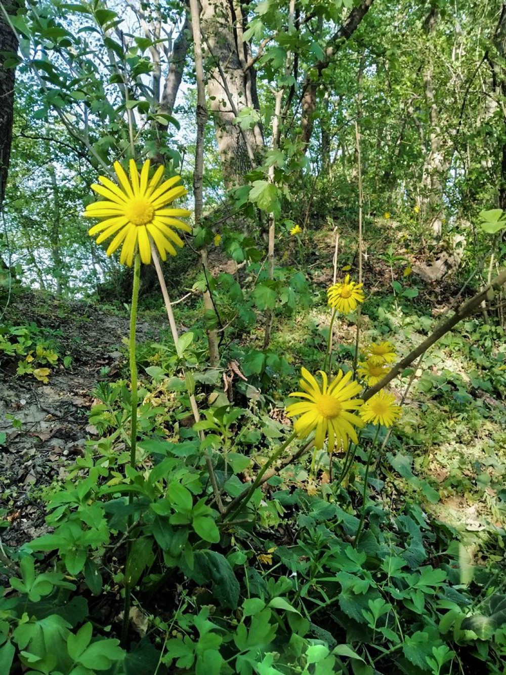 zergevirag_FOTO_Duna-Drava Nemzeti Park_Mezei_Ervin